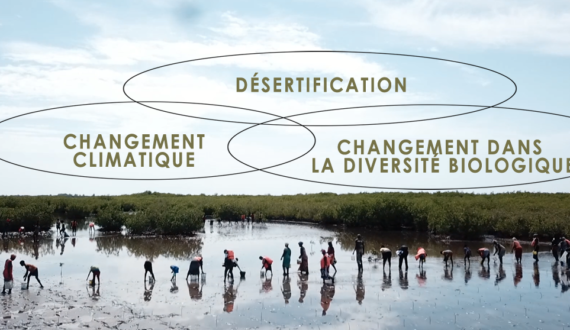 Séminaire en ligne: Comment mettre en pratique les synergies d&rsquo;action entre les conventions environnementales de Rio ?