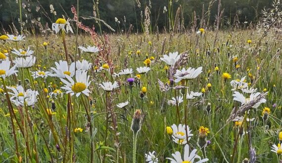 Entretien avec Basile VanHavre: une nature plus durable, forte d’un nouveau cadre mondial pour la biodiversité