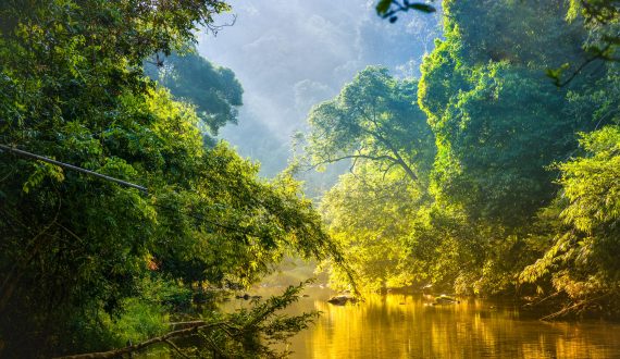 La Francophonie  à la 15e Conférence  des Nations Unies  sur la biodiversité (CdP15)