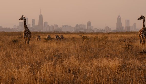L’OIF soutient la participation des pays francophones aux négociations internationales sur la biodiversité
